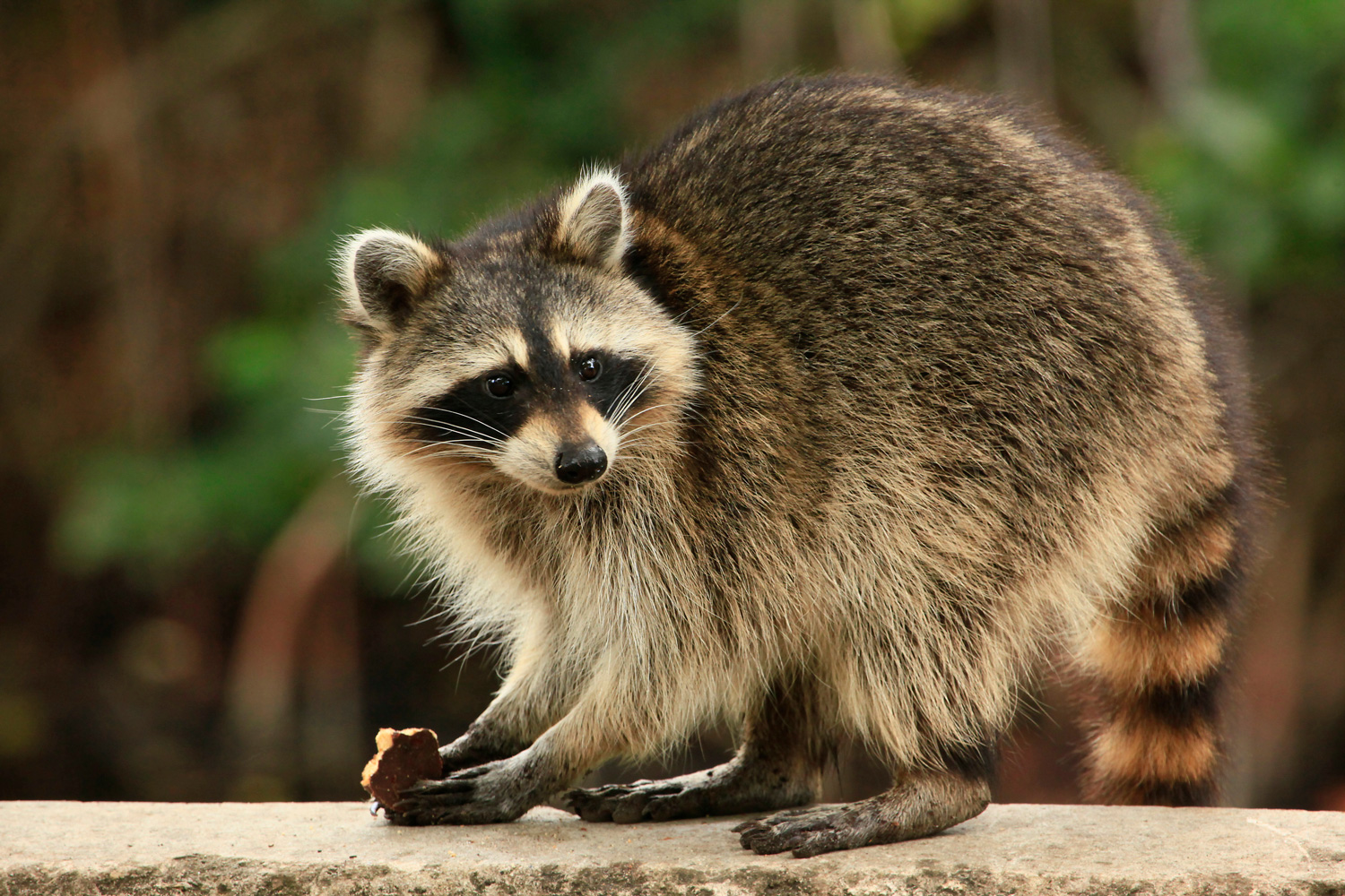 Raccoon Removal | A Plus Wildlife Control